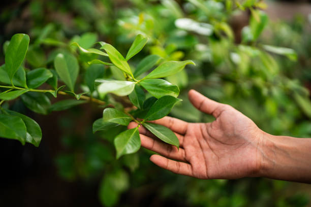 How Our Tree Care Process Works  in  Averill Park, NY